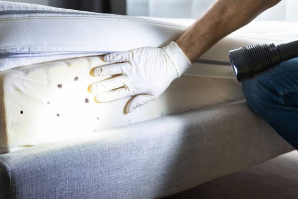 Best Local Pest Control Services  in Woodmoor, CO